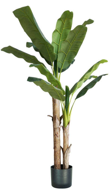 Pianta Banano 17 foglie altezza 170 cm