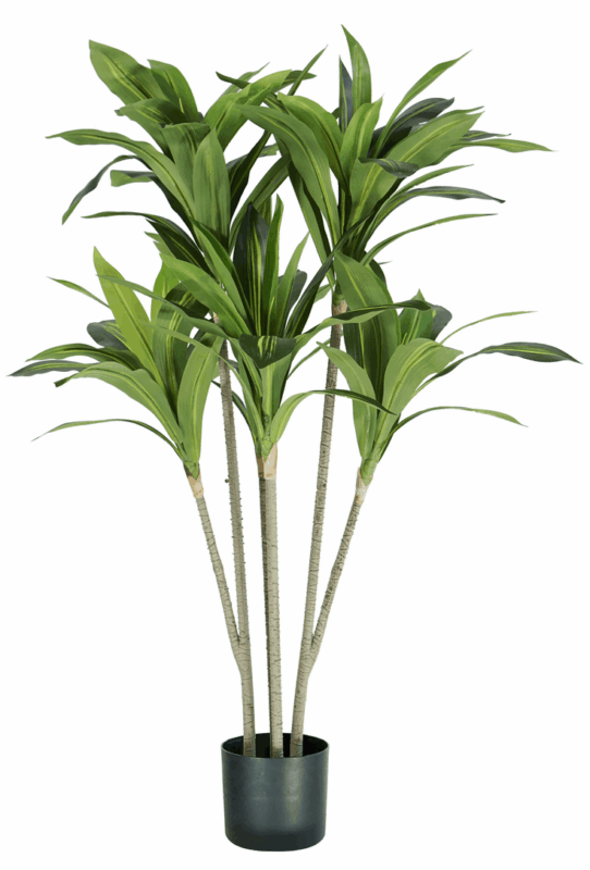 88 leaves Dracaena plant height 130 cm