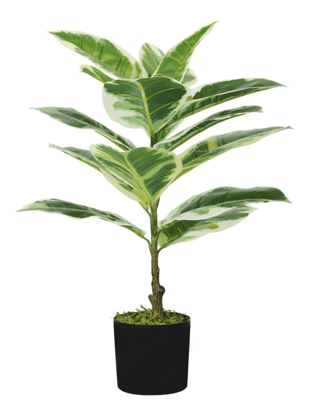 15 leaves Ficus Elastica plant height 65 cm