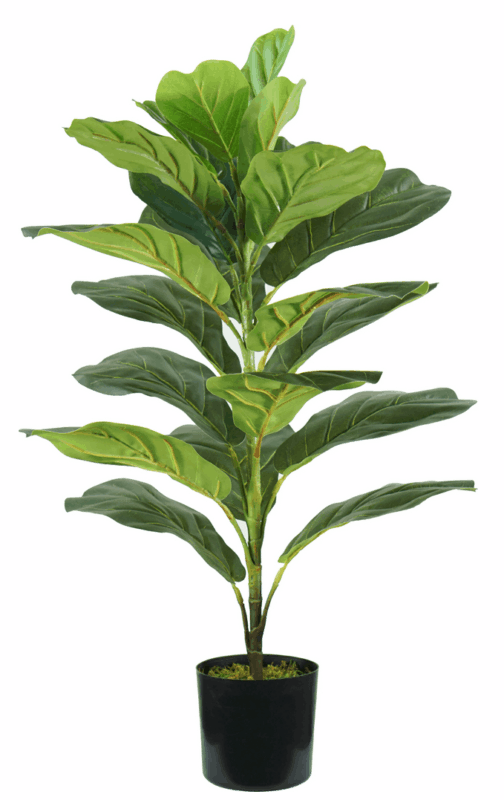 21 leaves Ficus Lyrata plant height 75 cm