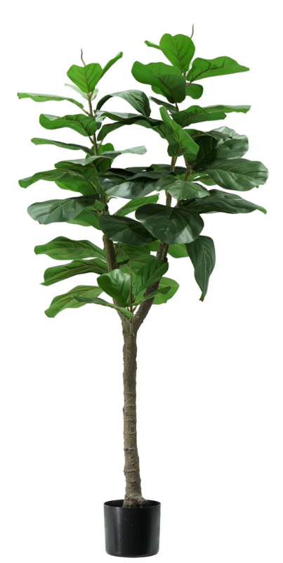 Pianta Ficus Lyrata 60 foglie altezza 130 cm