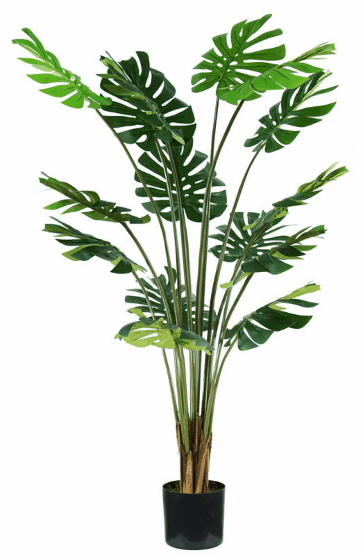 16 leaves Monstera plant height 170 cm