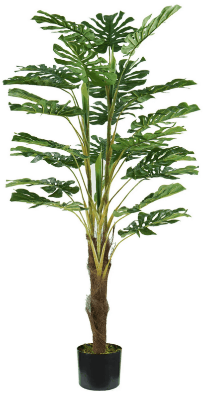 24 leaves Monstera plant height 120 cm