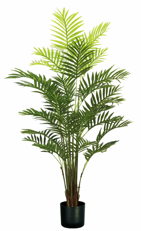 Pianta Palma Areca 33 foglie altezza 160 cm