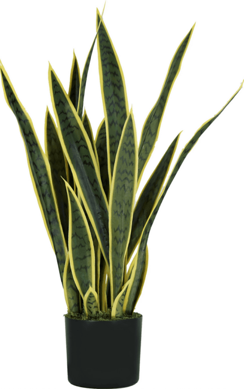 Pianta Sansevieria 21 foglie altezza 75 cm
