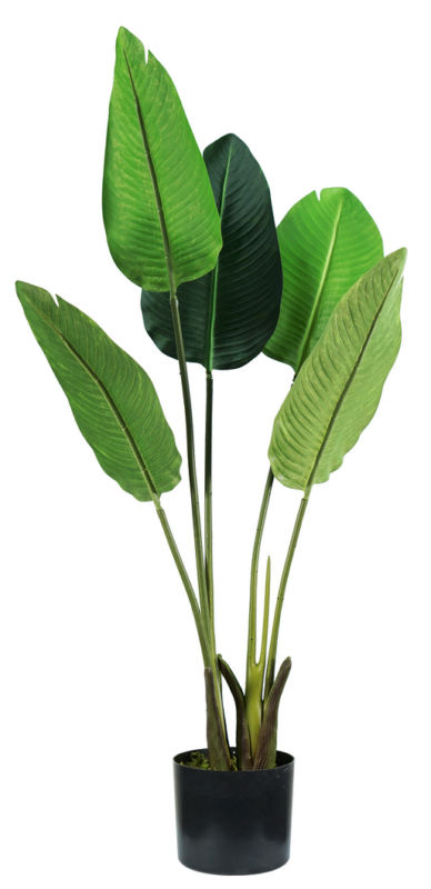 Pianta Strelitzia 5 foglie altezza 100 cm
